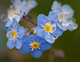 Wet Forget-me-nots_49242-3